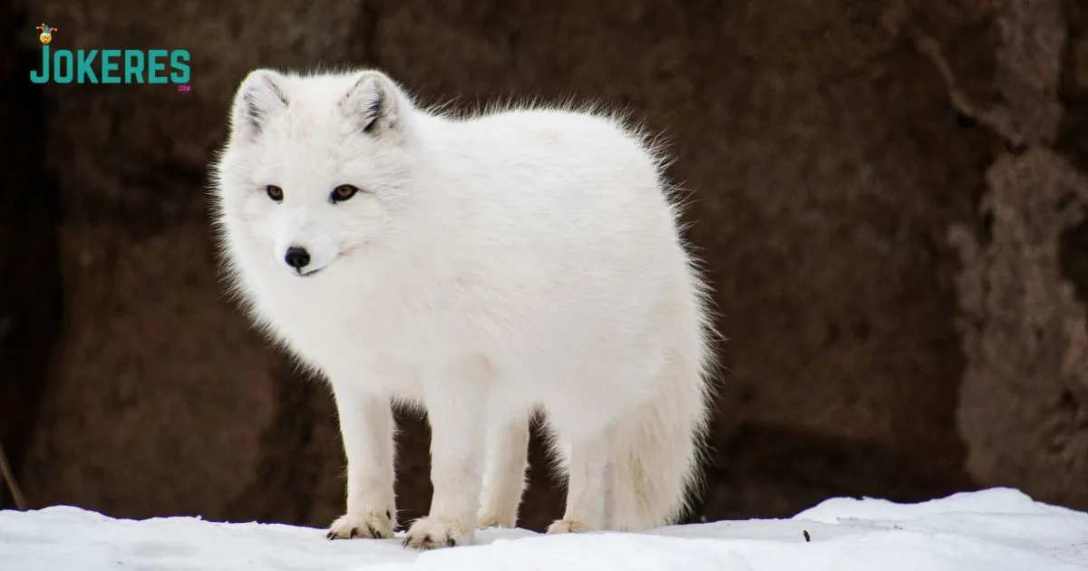 Fox Puns and Jokes
