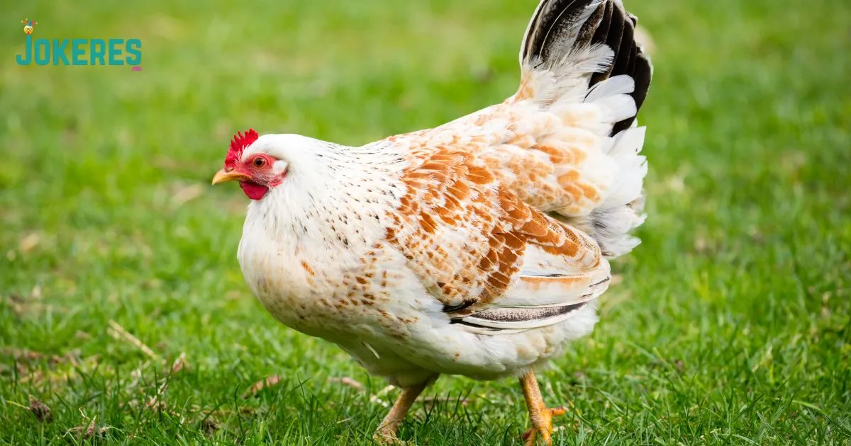 Hen Jokes Puns