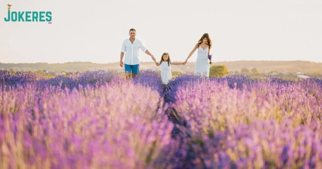 Family Friendly Lavender