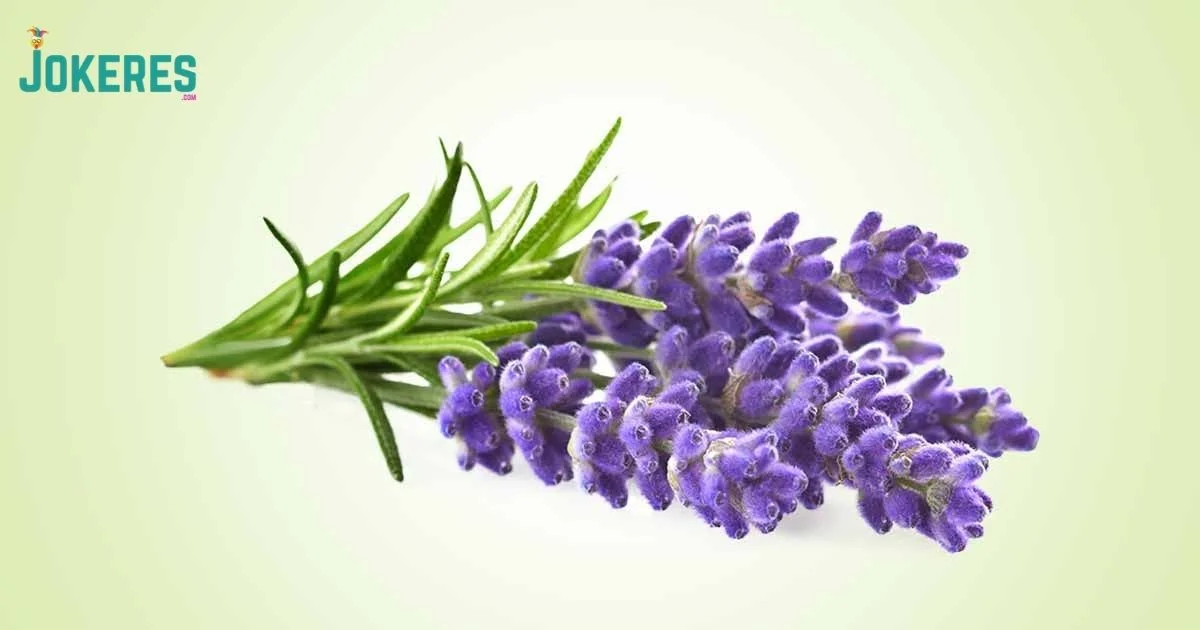 245+Lavender Puns That’ll Make You Laugh and Relax[2026]